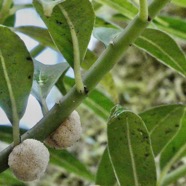 Procris pedunculata ( avec inflorescences ).urticaceae.indigène Réunion..jpeg